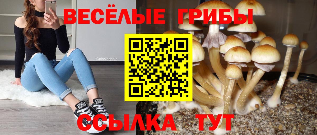 Галлюциногенные грибы Psilocybe Братск